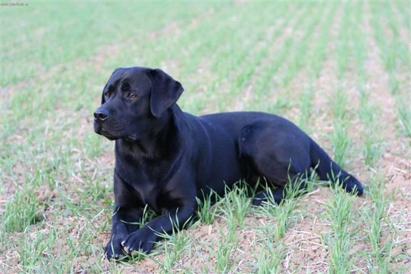 labradorsky-retrivr_2[1].jpg