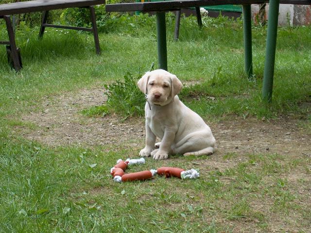 labradorsky-retrivr_4[1].jpg